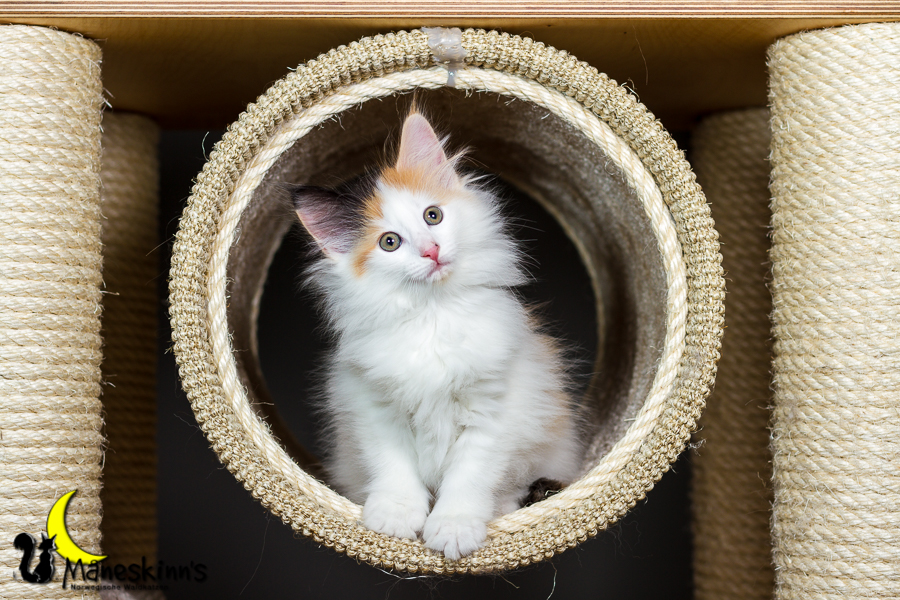 Thekla (56 Tage alt)