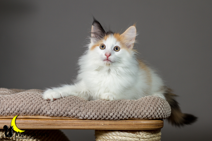 Thekla (63 Tage alt)