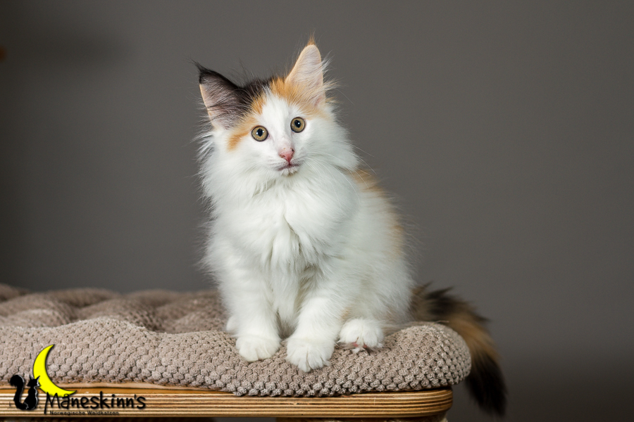 Thekla (63 Tage alt)