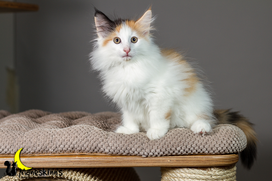 Thekla (63 Tage alt)