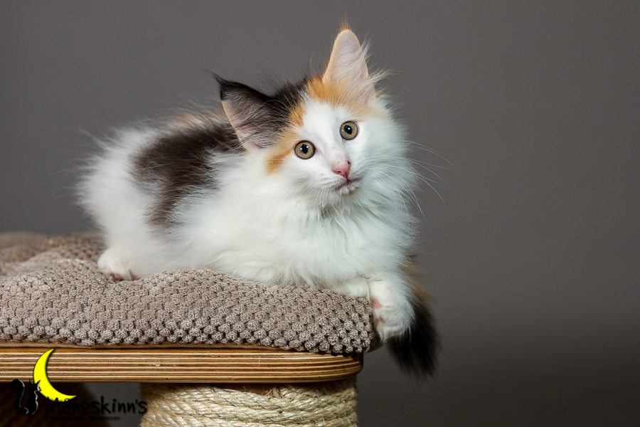 Thekla (63 Tage alt)