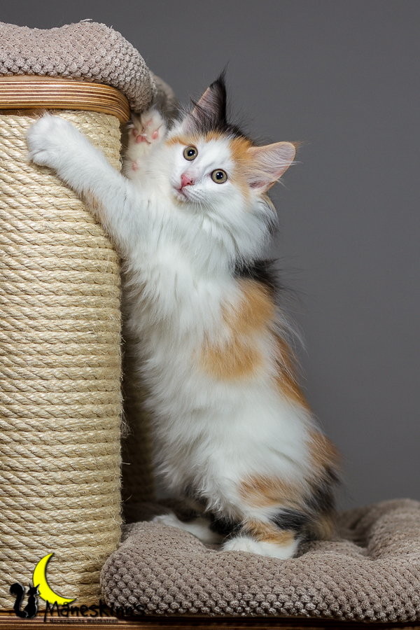 Thekla (63 Tage alt)