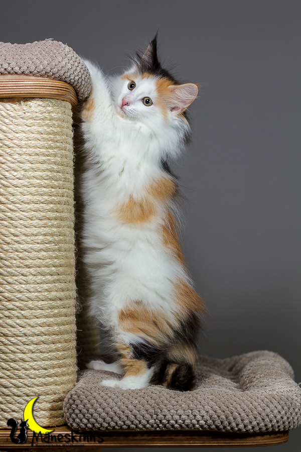 Thekla (63 Tage alt)