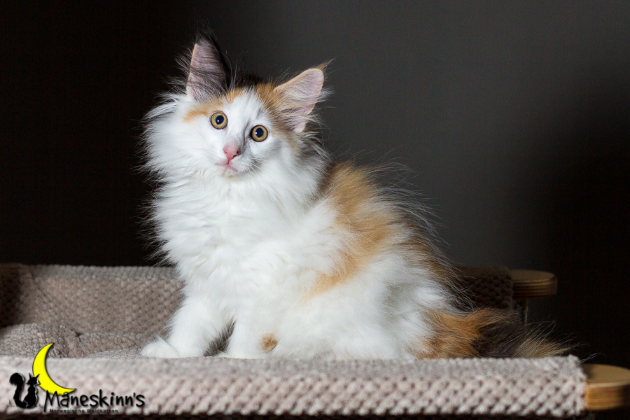 Thekla (70 Tage alt)