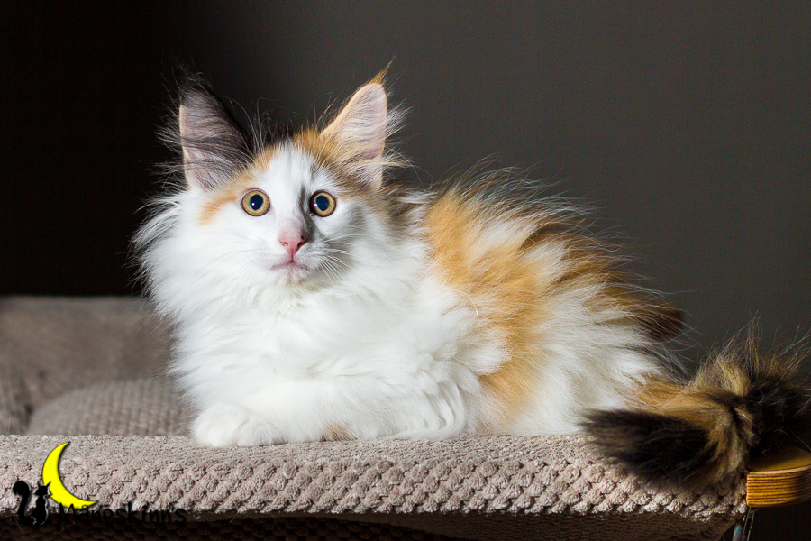 Thekla (70 Tage alt)