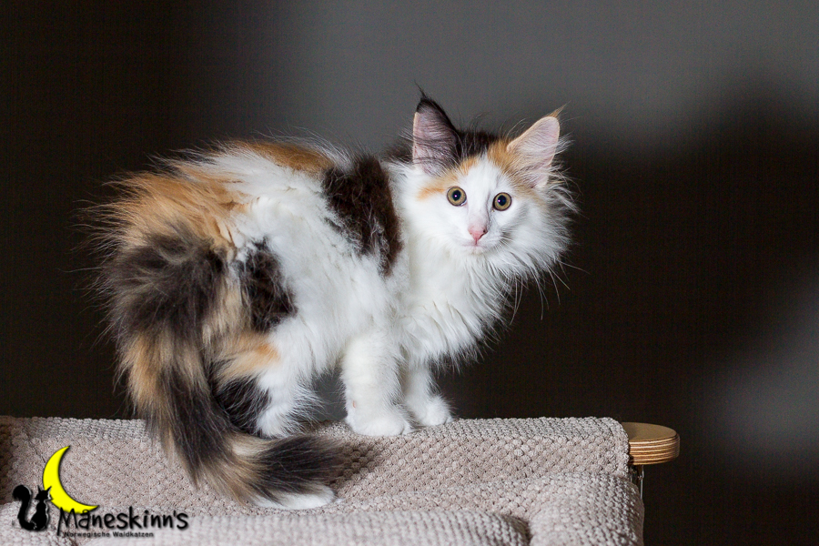 Thekla (70 Tage alt)