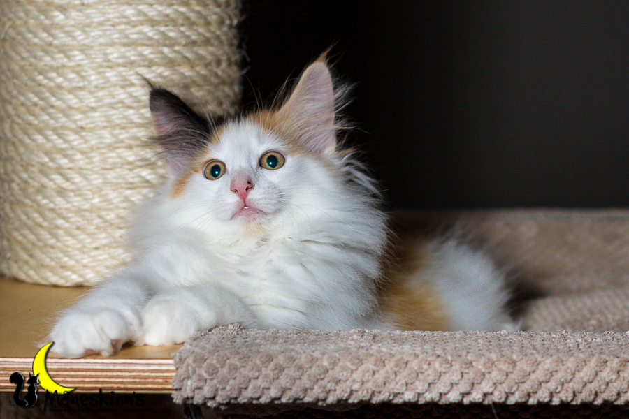 Thekla (70 Tage alt)