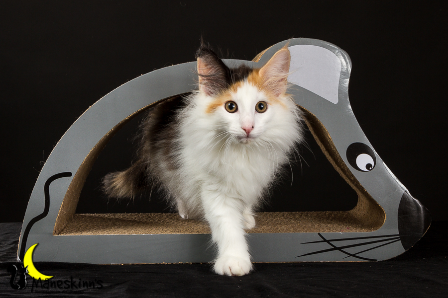 Thekla (77 Tage alt)