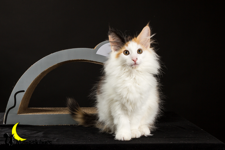 Thekla (77 Tage alt)