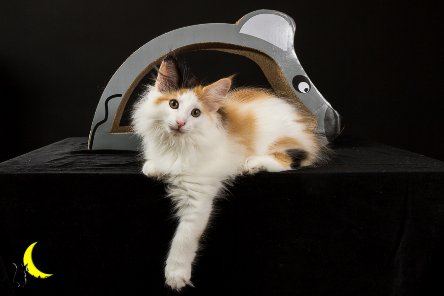 Thekla (77 Tage alt)