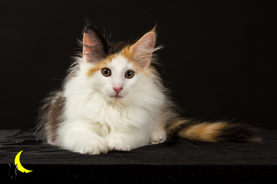 Thekla (77 Tage alt)