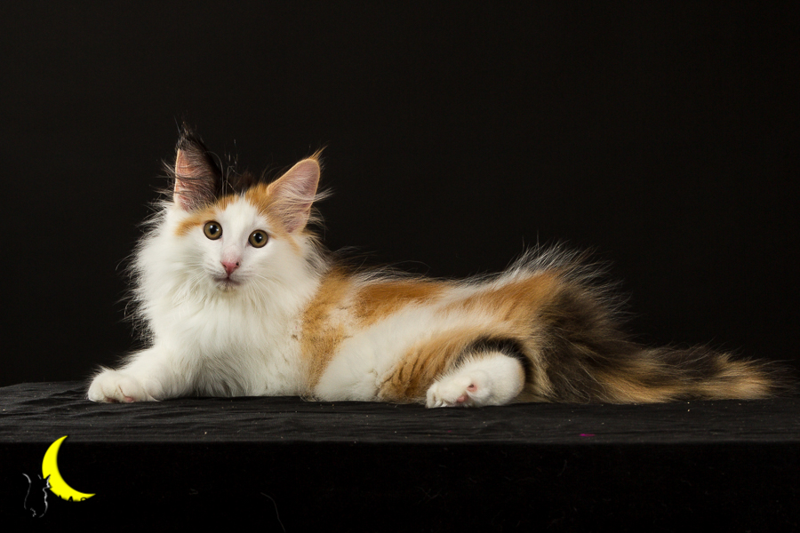 Thekla (77 Tage alt)