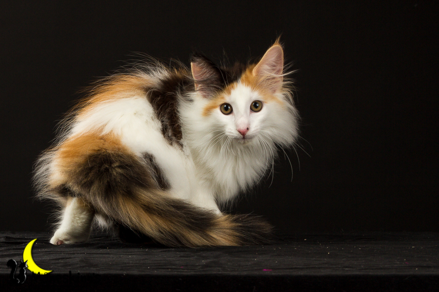 Thekla (77 Tage alt)