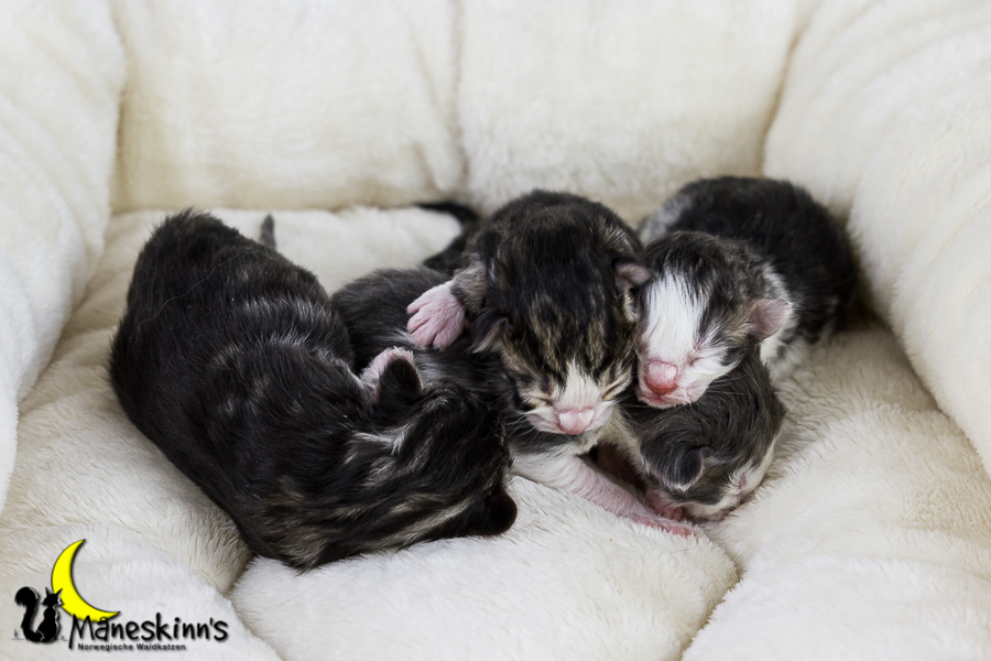 Wurf Y2 (0 Tage alt)