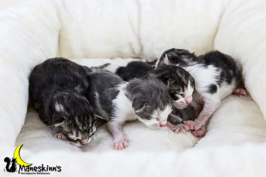 Wurf Y2 (0 Tage alt)