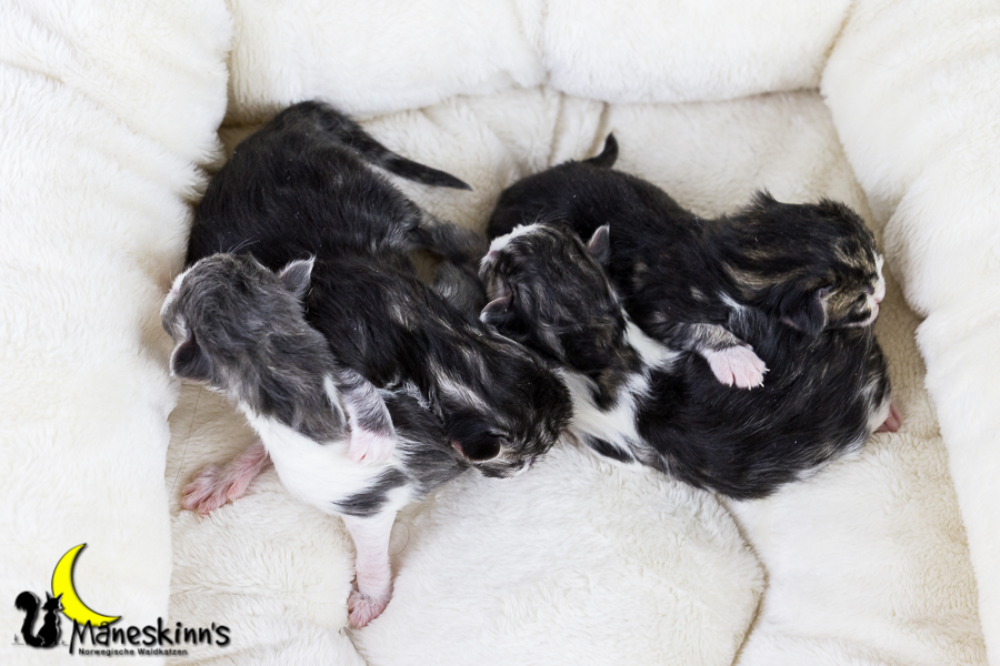 Wurf Y2 (0 Tage alt)