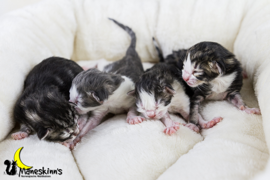 Wurf Y2 (0 Tage alt)