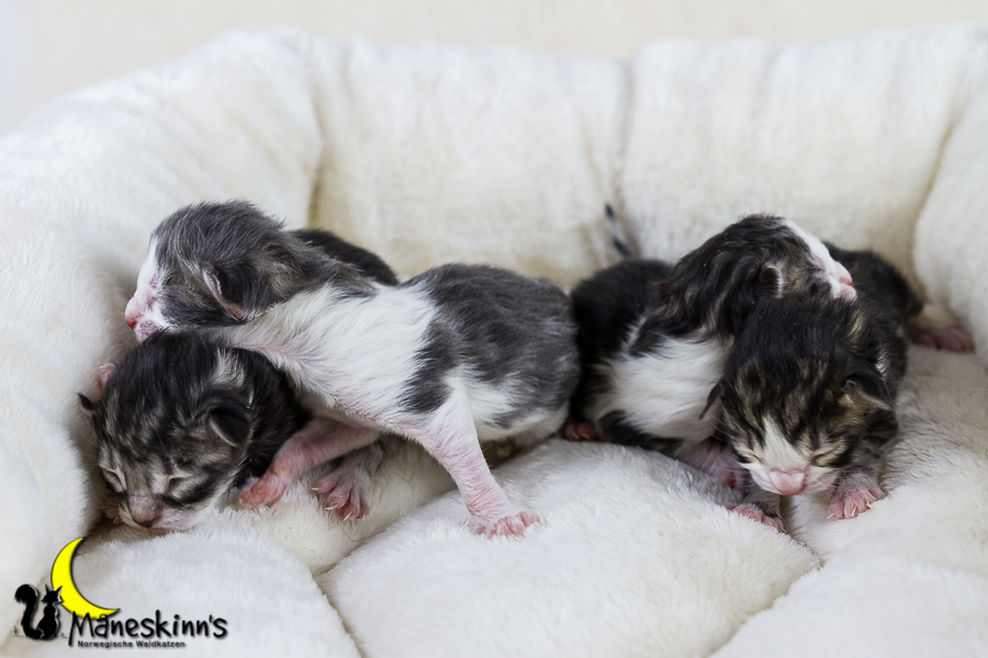 Wurf Y2 (0 Tage alt)