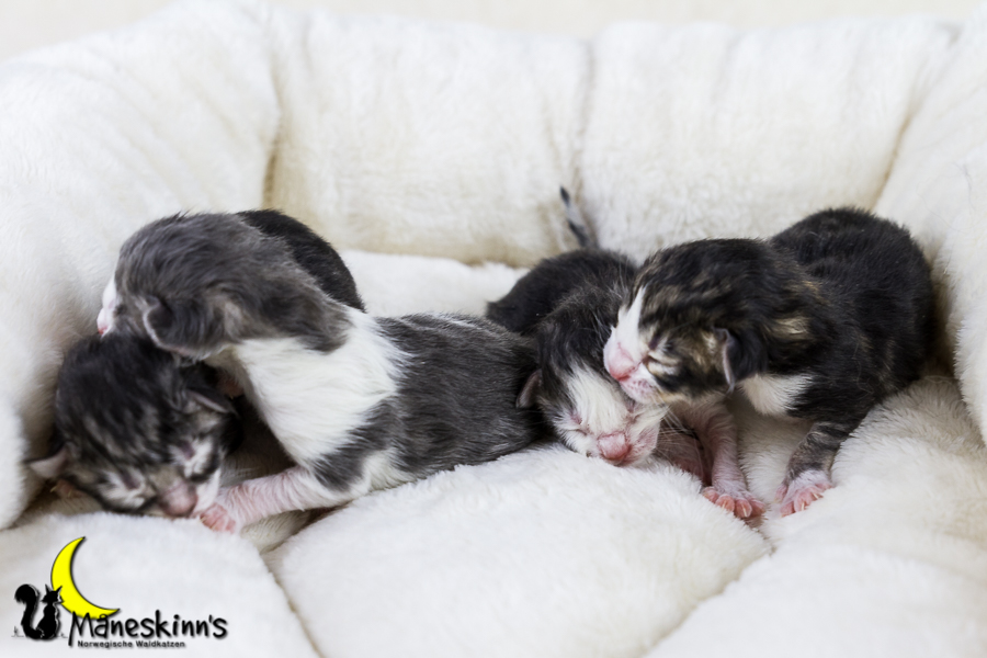 Wurf Y2 (0 Tage alt)