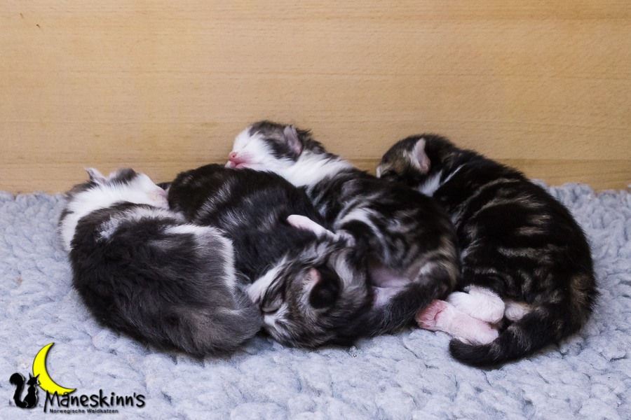 Wurf Y2 (7 Tage alt)