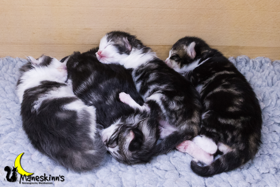 Wurf Y2 (7 Tage alt)