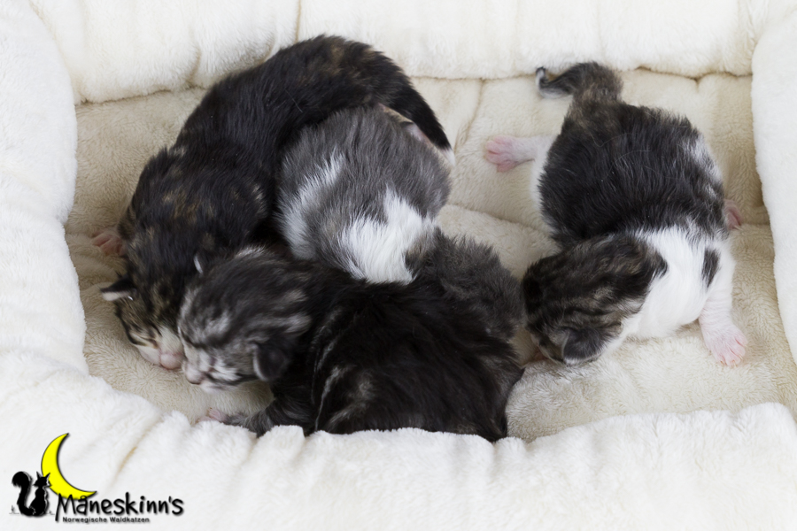 Wurf Y2 (7 Tage alt)