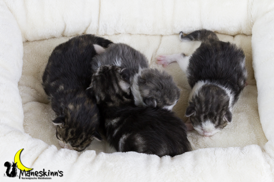 Wurf Y2 (7 Tage alt)