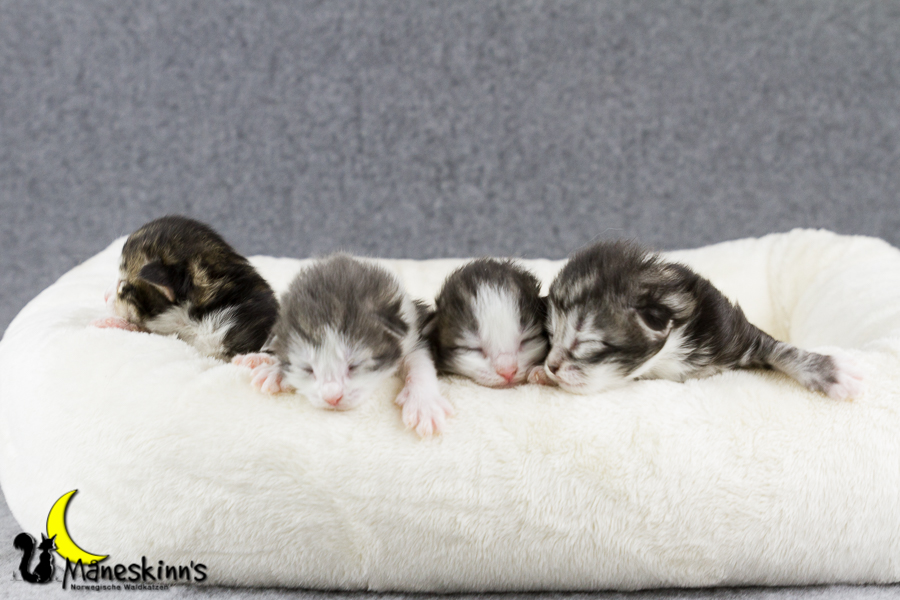 Wurf Y2 (7 Tage alt)