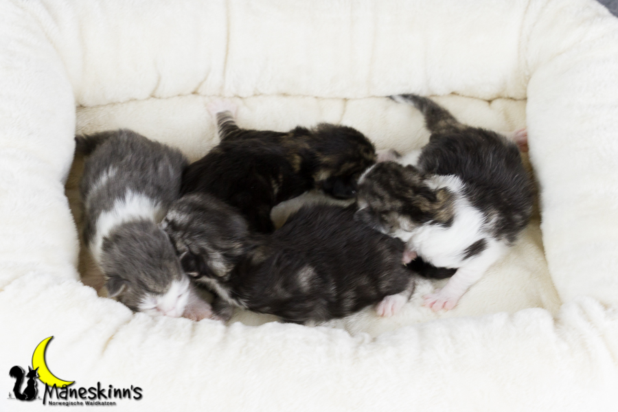 Wurf Y2 (7 Tage alt)