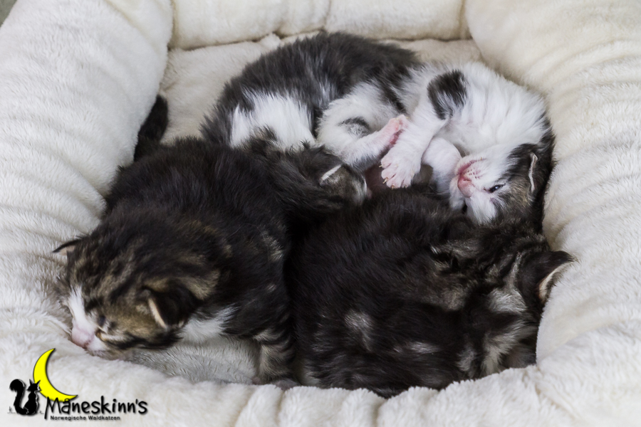 Wurf Y2 (15 Tage alt)