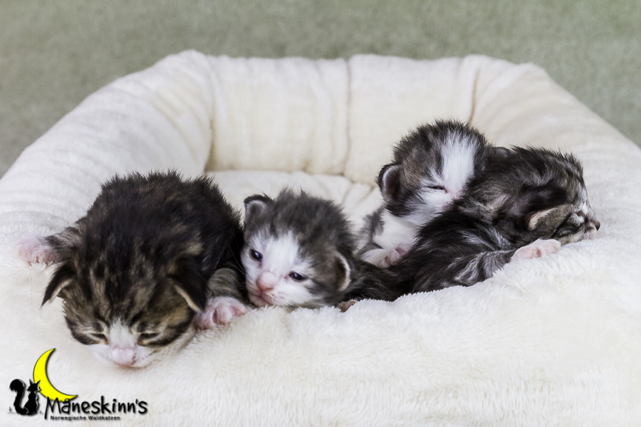 Wurf Y2 (15 Tage alt)