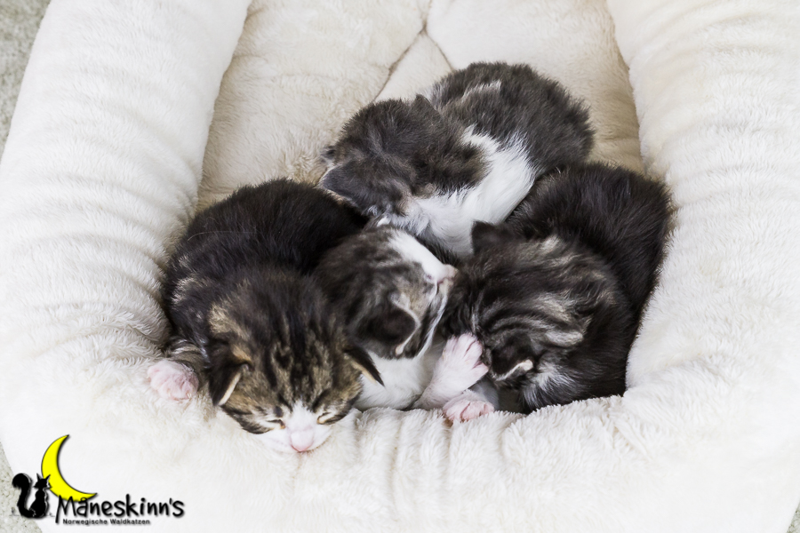 Wurf Y2 (15 Tage alt)