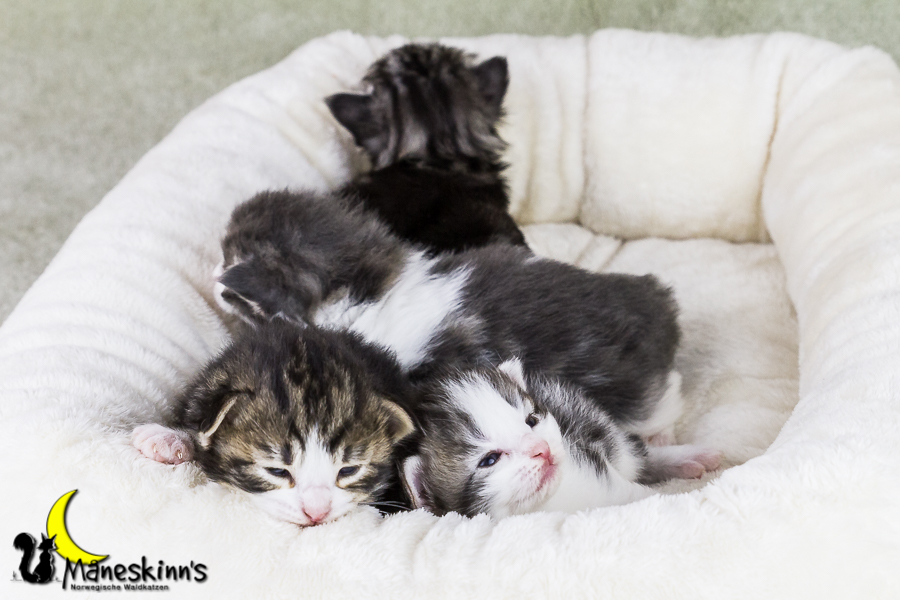 Wurf Y2 (15 Tage alt)