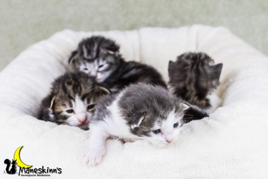 Wurf Y2 (15 Tage alt)