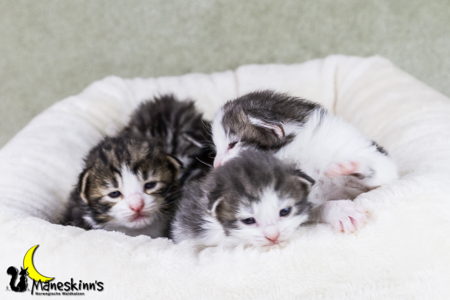 Wurf Y2 (15 Tage alt)