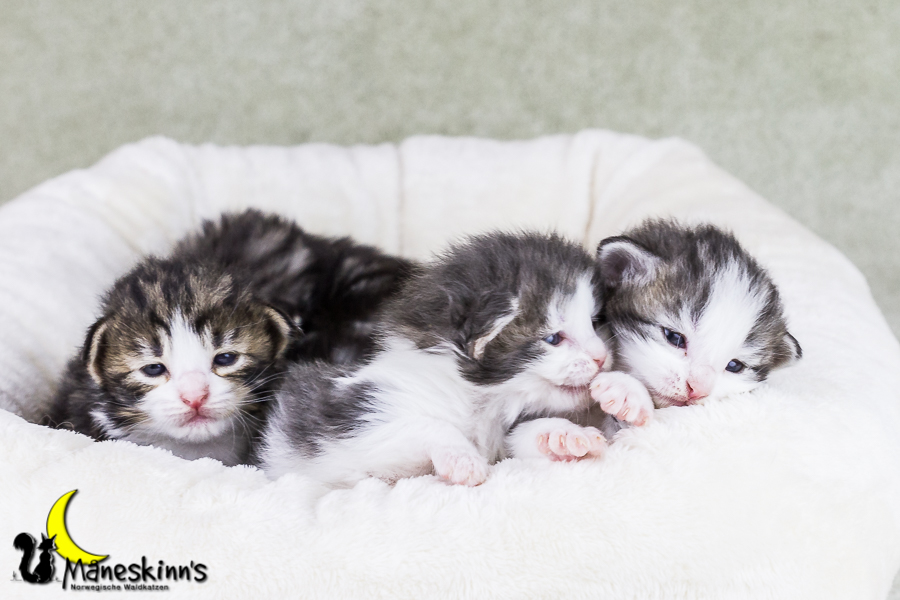 Wurf Y2 (15 Tage alt)