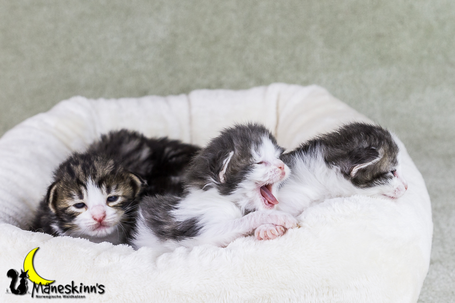 Wurf Y2 (15 Tage alt)