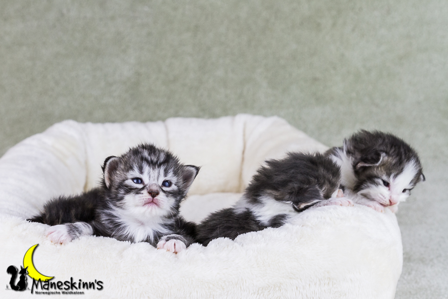 Wurf Y2 (15 Tage alt)