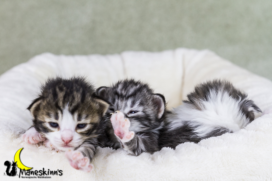 Wurf Y2 (15 Tage alt)