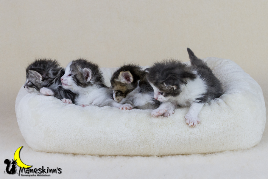 Wurf Y2 (21 Tage alt)