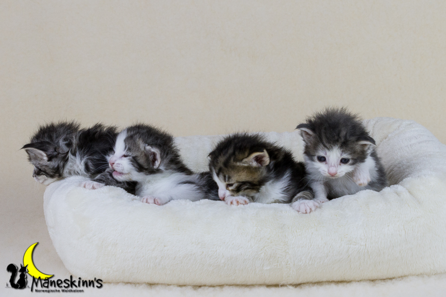 Wurf Y2 (21 Tage alt)