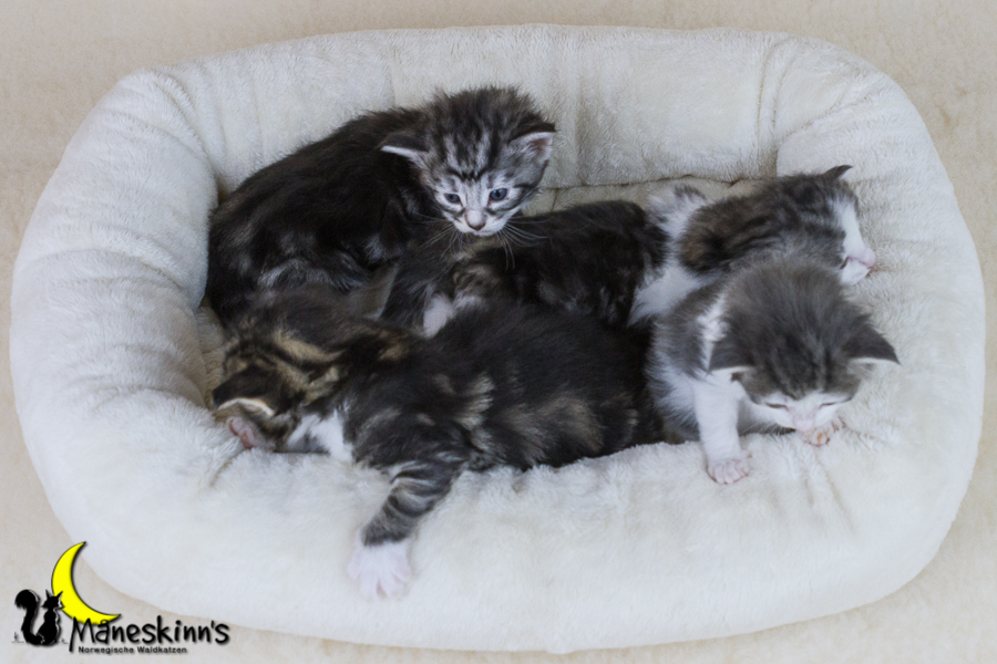 Wurf Y2 (21 Tage alt)