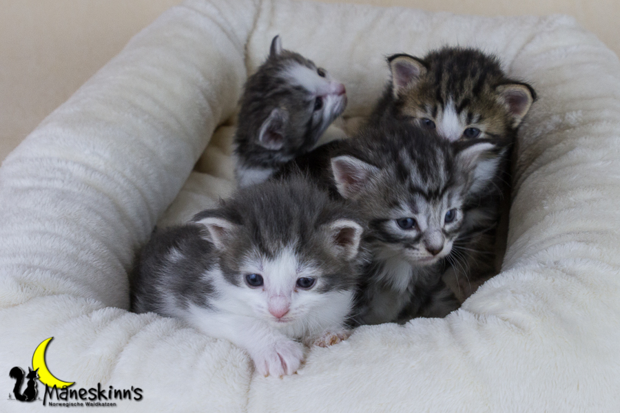 Wurf Y2 (21 Tage alt)