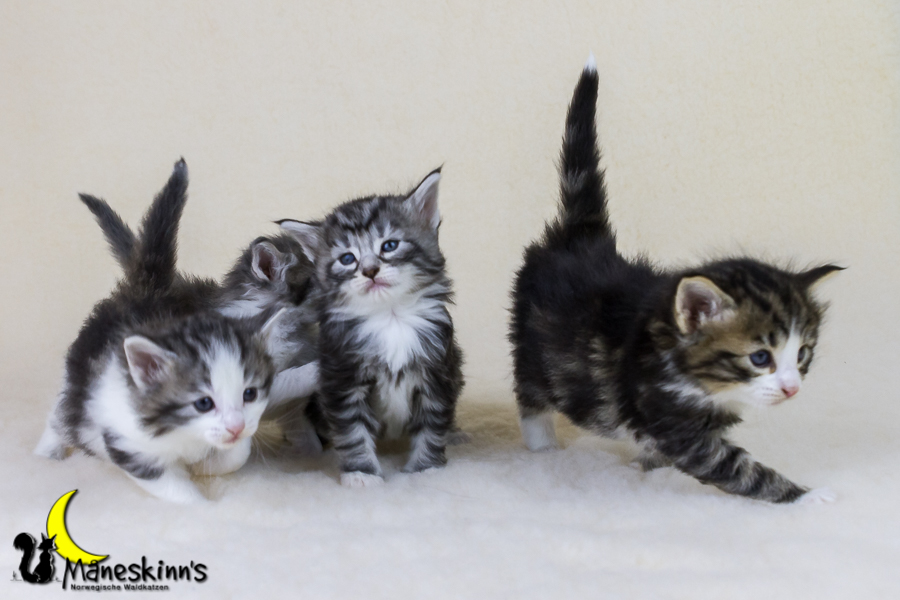 Wurf Y2 (28 Tage alt)