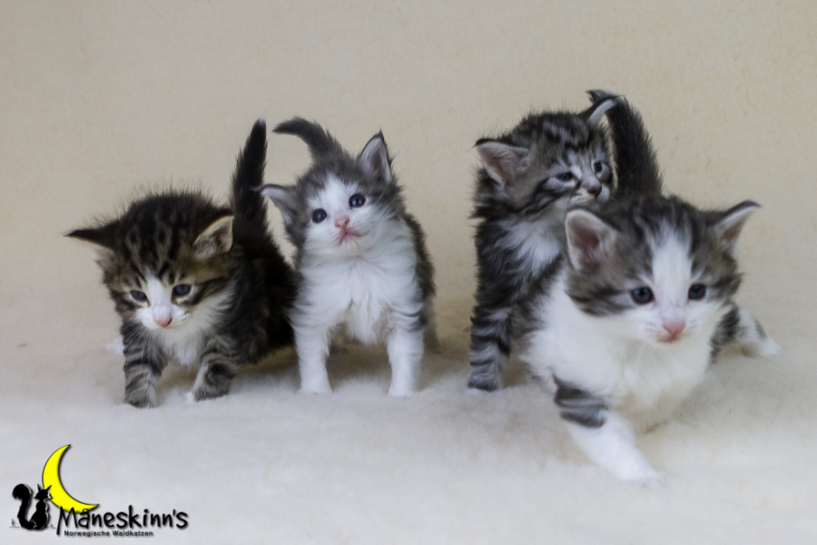 Wurf Y2 (28 Tage alt)