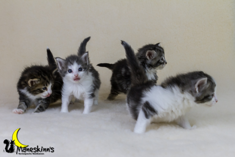 Wurf Y2 (28 Tage alt)