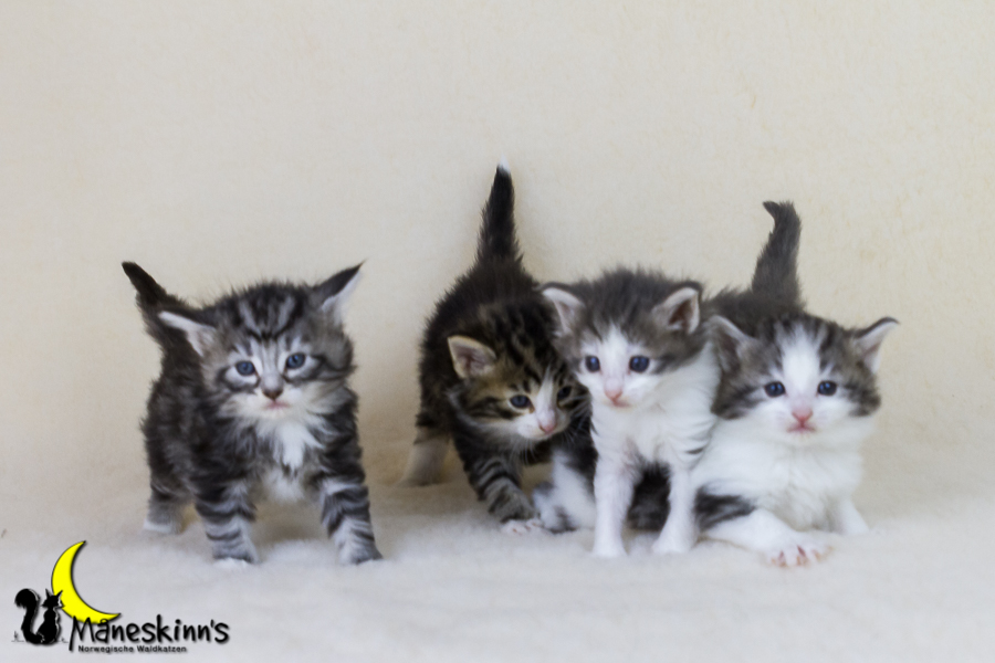 Wurf Y2 (28 Tage alt)