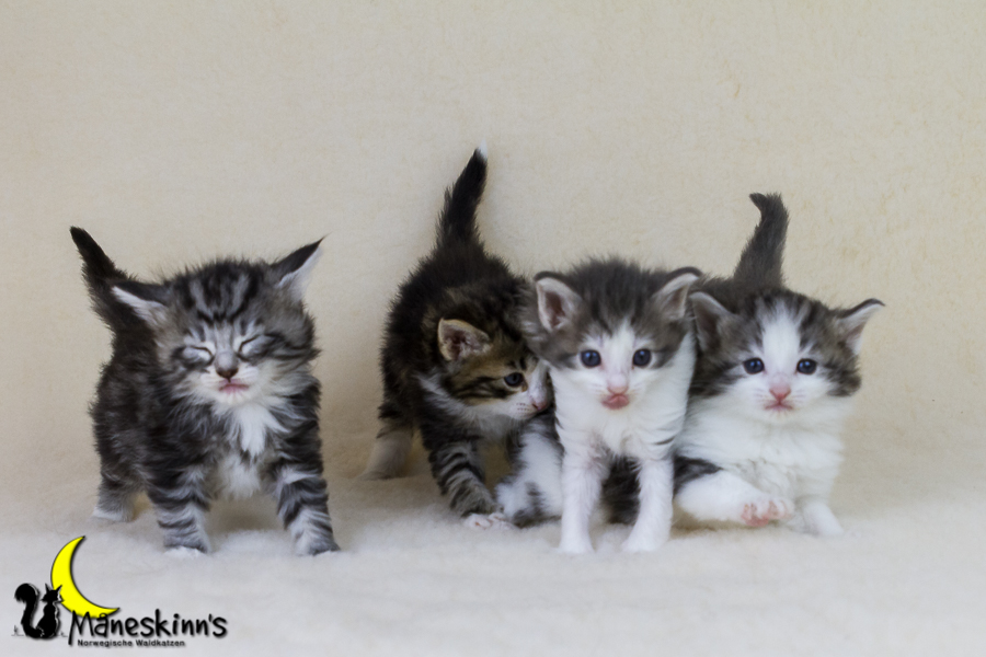 Wurf Y2 (28 Tage alt)