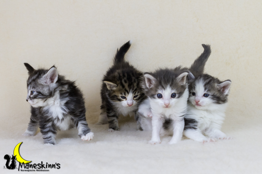 Wurf Y2 (28 Tage alt)