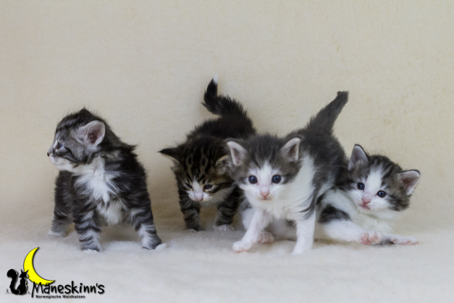 Wurf Y2 (28 Tage alt)